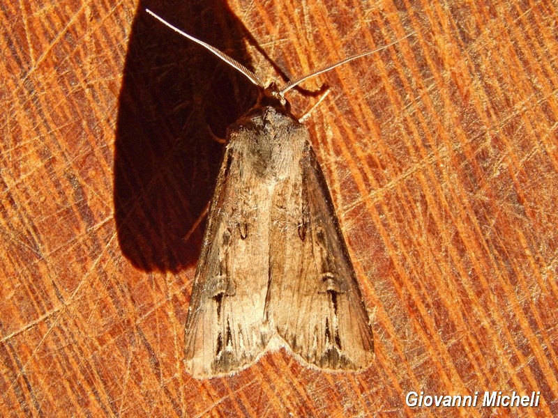 Noctuidae da determinare - Agrotis ipsilon